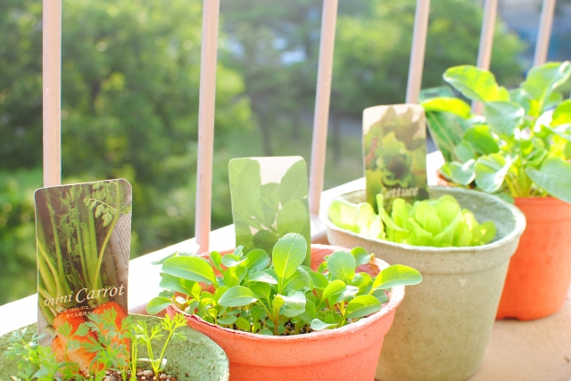 日陰で育つ野菜おすすめ7選｜初心者でも失敗しない家庭菜園のコツ